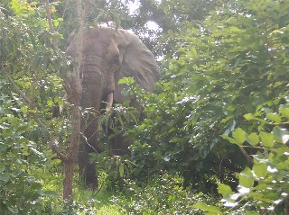 Elephants